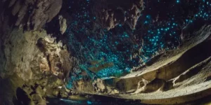 waitomo caves tour